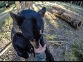 Hand Feeding Black Bear ~ Little Big Bear Safari