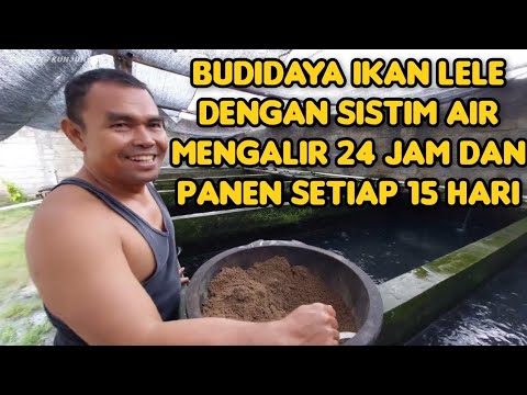 Budidaya Lele Sistem Air Mengalir