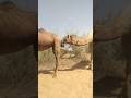 ك ب ير ة و ج م ال ش ب اب ي س اع د ون ه ا ع ل ى الر ك وب ف ي الس ه ر اء ك ب ير ة و ج م ال ش ب اب ي س اع د ون ه ا ع ل ى الر ك وب ف ي الس ه ر اء