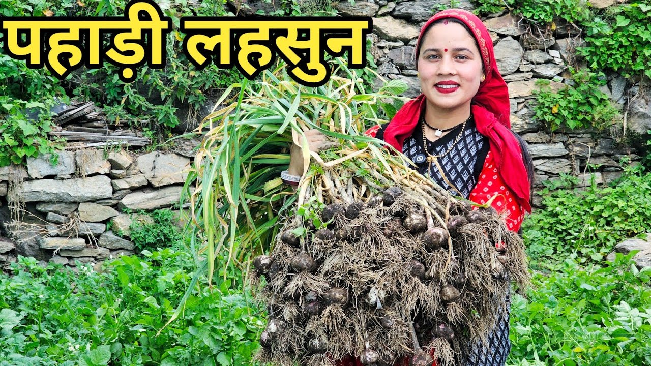 मेरी और सासू जी की मेहनत रंग लाई || Preeti Rana || Pahadi lifestyle vlog ||Triyuginarayan