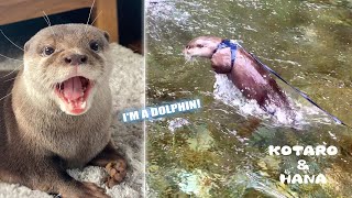 イルカみたいに泳ぐカワウソ！ドルフィンコタローの泳ぎ方の秘密とは　Amazing Otter That Swims Like a Dolphin!