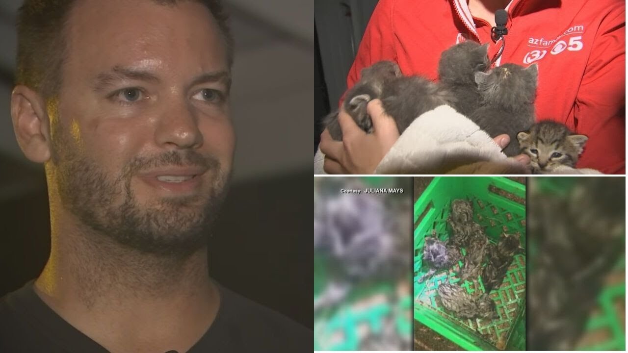 Phoenix man rescues five kittens from heavy rain