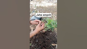 #short panen jahe merah di polybag.