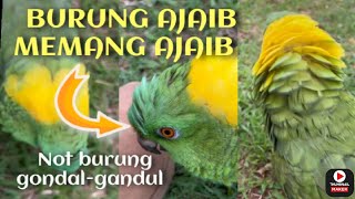 Ajaib bener❗burung ini bisa bicara, sasha namanya, coba simak videonya | indo62