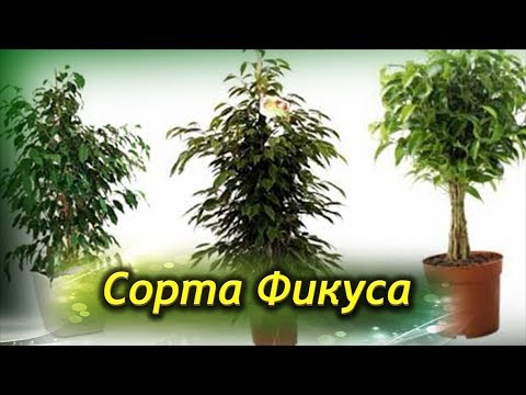 Video: Ficus Hambar, Atau Ara Hambar