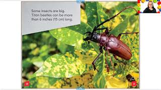 Book Read: Animal Classes - Insects By. Julie Murray