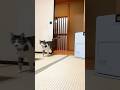 Cats Come Into Your Room at a Hidden Japanese Hot Spring Ryokan 🐈♨️ #shorts # cathotel