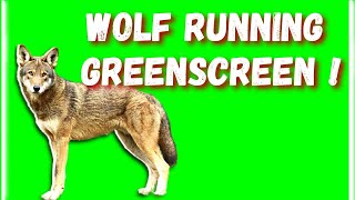 REAL WOLF GREEN SCREEN ! 4K @Itx_kunwar #greenscreenvideo