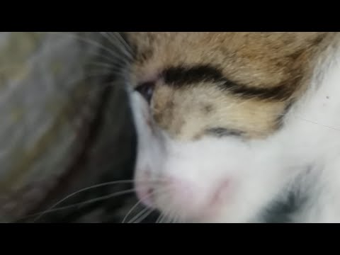 mi gatito ronroneando
