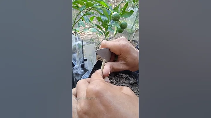 citrus grafting techniques EP471 #gardeningtips