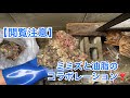 【閲覧注意】大量のミミズと油脂の塊で排水桝がヤバい事になってた😱