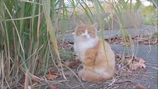野良猫でいるのが勿体ないくらい可愛い子猫ちゃん～Cute kitten～