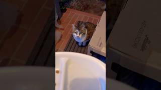 おかわりは、ちゅーるがけのカリカリ☺️公開日：2026/3/13