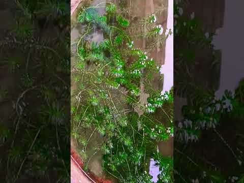 Video Cái hồ thủy sinh đầy ốc hại - youtube