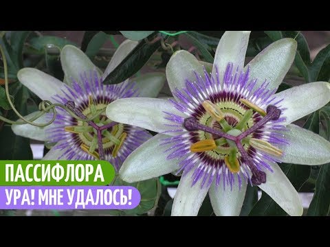 ПАССИФЛОРА Из Семян - У Меня Все ПОЛУЧИЛОСЬ! Мои цветы. Мой опыт.