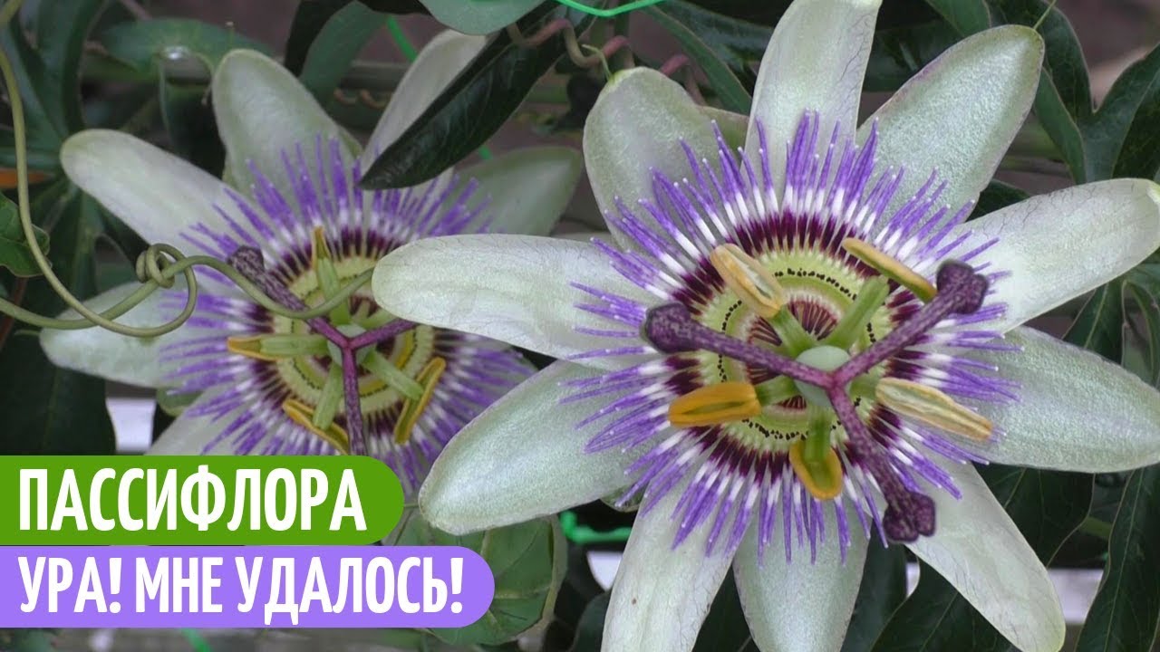 Цветок Пассифлора Фото
