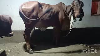 Laktsan 1 Pargnat. Gir Cow For Sell Mo9773407942