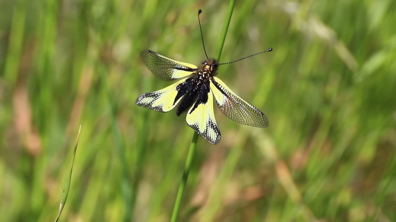 2016 mai 20 Ascalaphe soufré