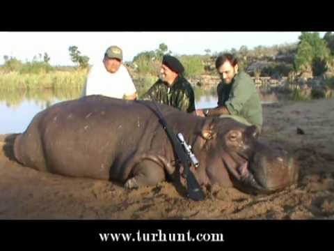 South Africa 2011 Hippio/Oryx - охота в ЮАР Гиппопотам и Орекс