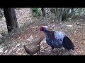 Kalij Pheasant Intimate Moments 2 | Nainital Himalaya #wildlife