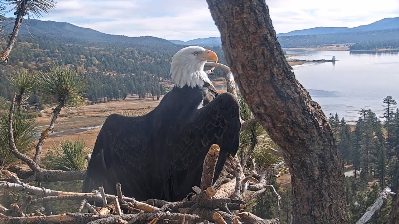 Big Bear Eagles 🦅 Jackie Strikes A Regal Horaltic Pose 👑 TimeLapse 😊