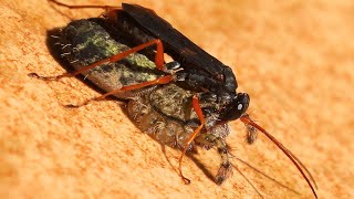 Spider-hunting Wasps (Pompilidae) dragging spiders to their nests