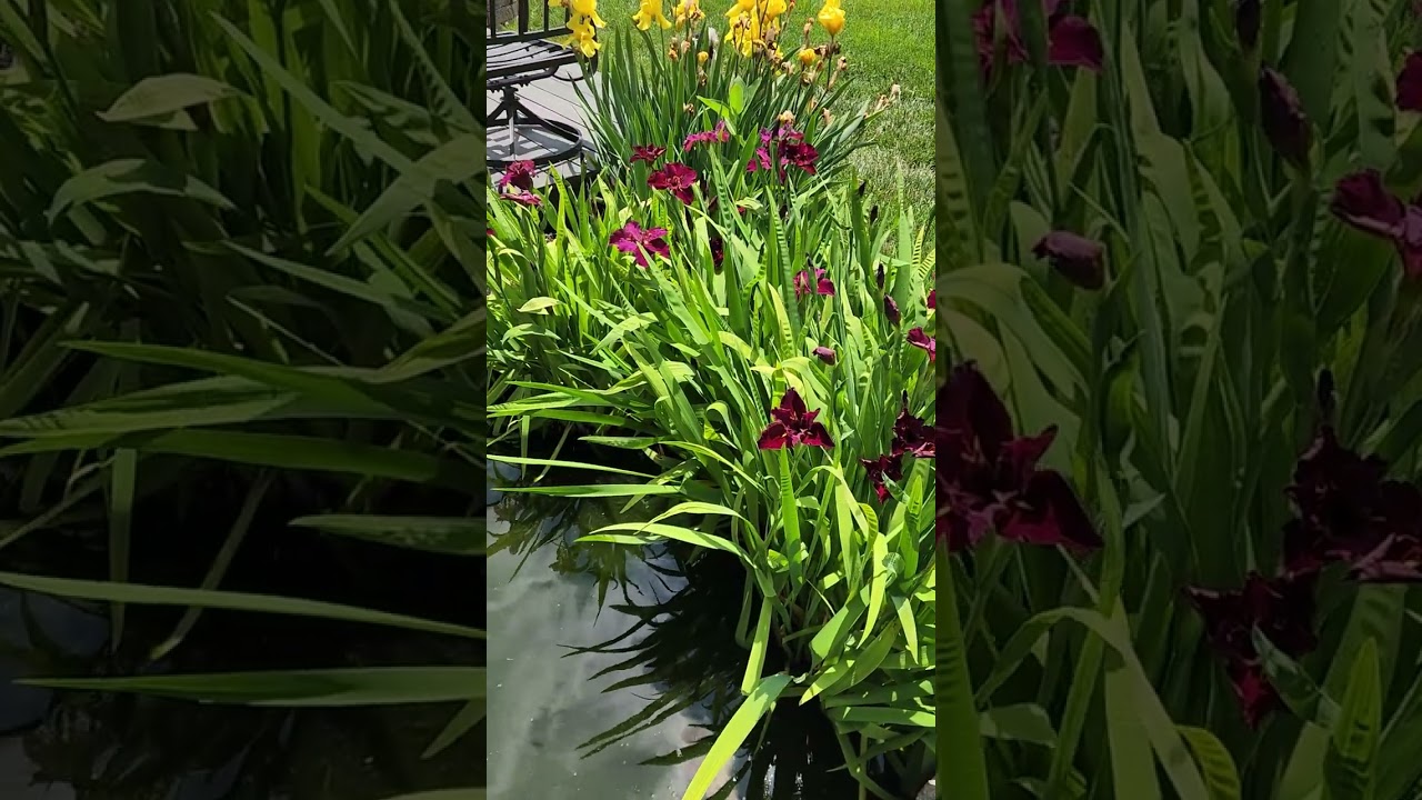 Iris Blooming!