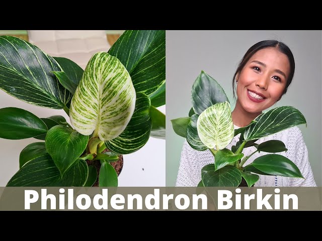 Buying Philodendron Birkin White Wave | What you should look for when  buying a new plant - YouTube