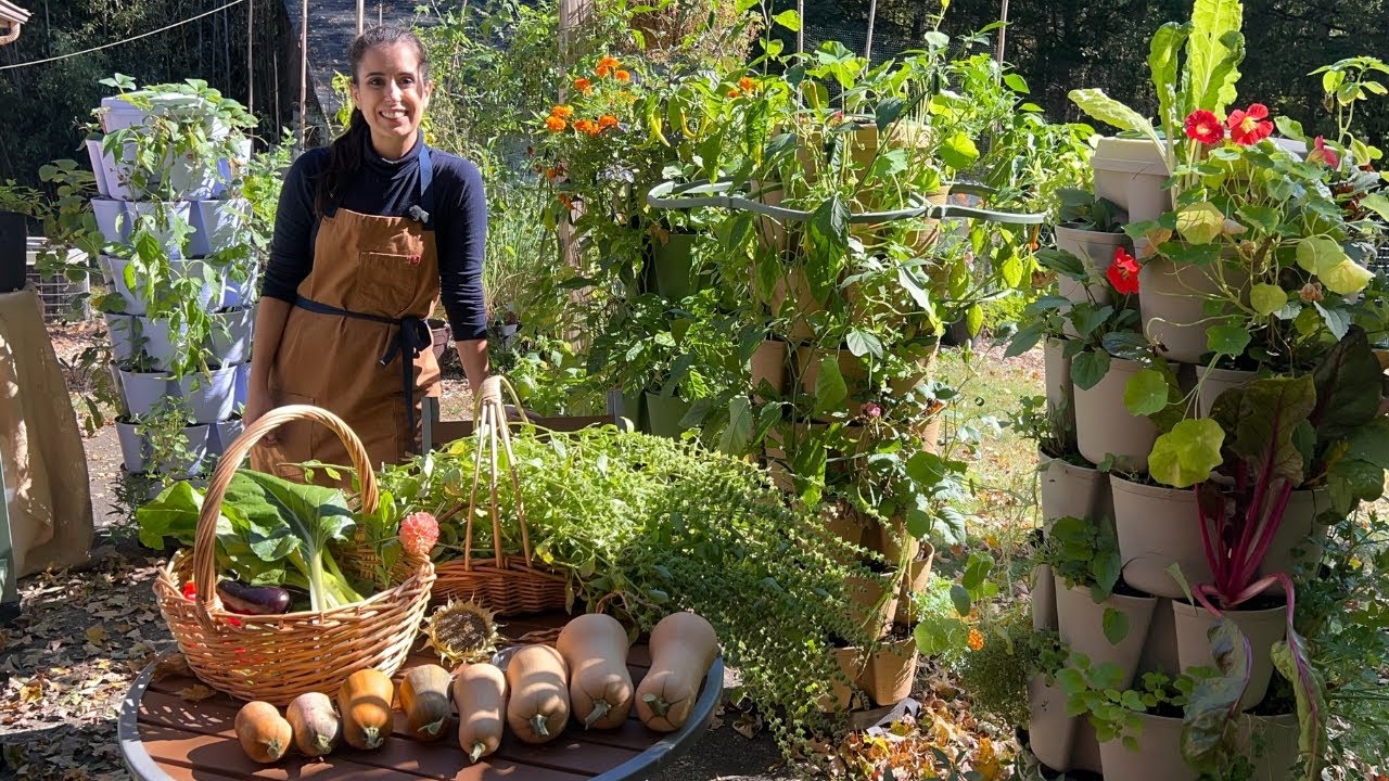 Октябрьский урожай в саду: травы, перец и кабачки