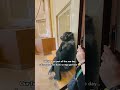 Ang gagaling ng mga gorillas! 👏😅