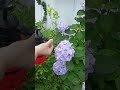 Video Image