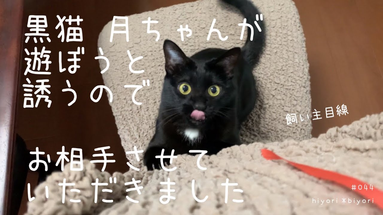 黒猫月ちゃんが遊ぼうと誘うのでお相手させていただきました - YouTube