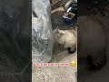 Распаковка от мастер-котика 🐈🛠️