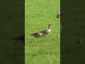 Sounds Of Goose Shorts Birdsound Bird Goose Goosesounds