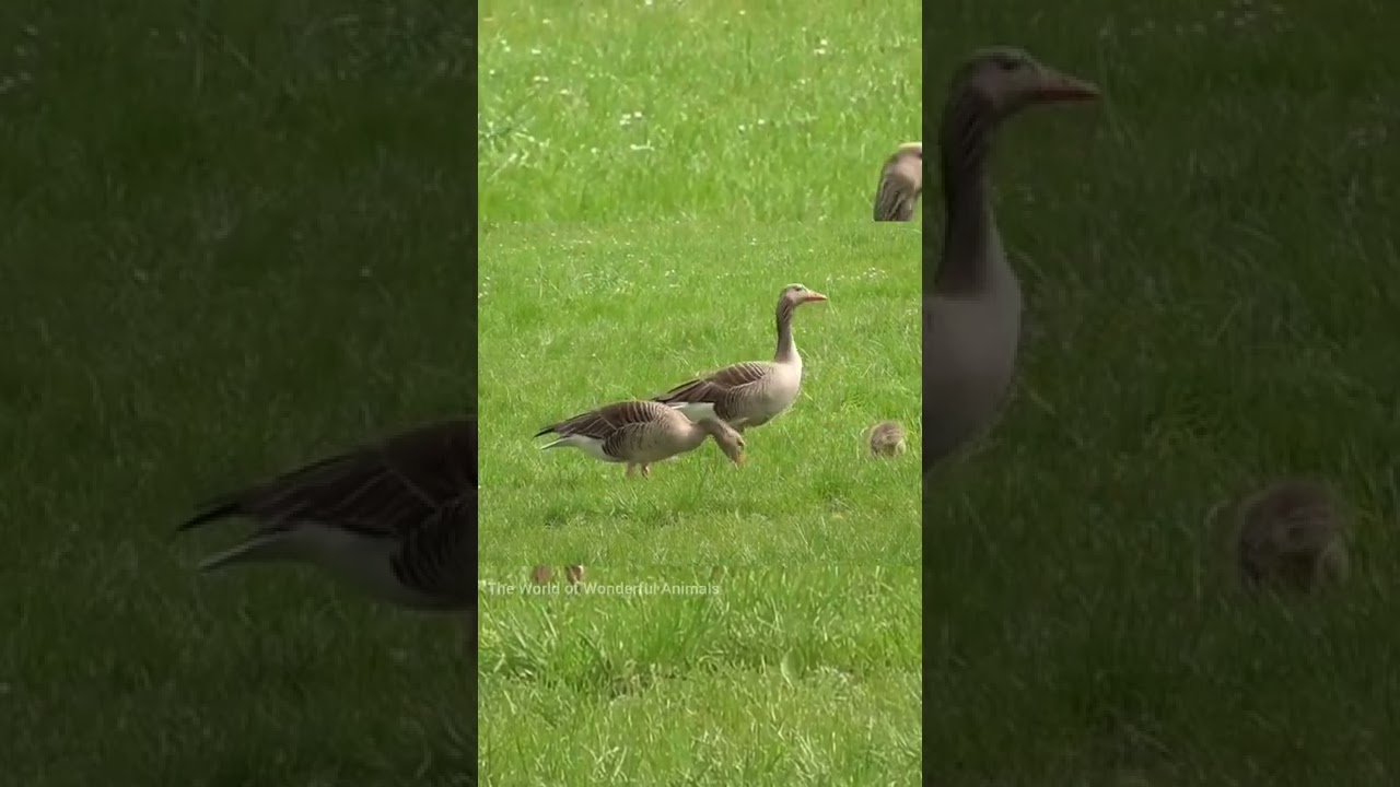 Sounds of Goose 