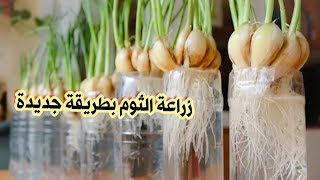 زراعة الثوم بطريقة جديدة/ فيديو ترفيهي وليس تعليمي   plant garlic/new method  of gardener