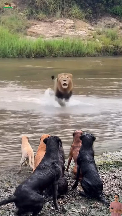 Kawanan anjing ketakutan di datangi seekor singa #animals #singa #anjing