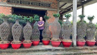 LỤC BÌNH MAI BẾN TRE CHÀO BÁN (O344 228 210) 2/11/2022 - Bonsai Cần Thơ