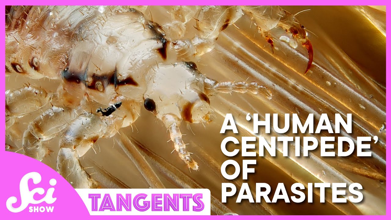 A Human Centipede Of Parasites | Scishow Tangents: Symbiosis
