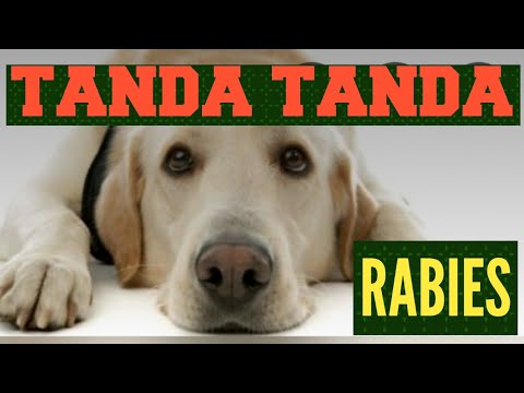 Video: Apa Saja Tanda-tanda Rabies Pada Anjing?