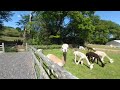 Alpaca staring-out the camera at Meadows Farm VR180