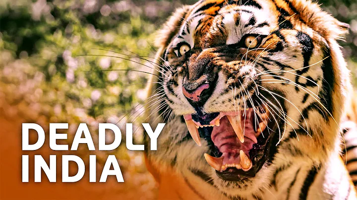 A Day in the Life of India's Most Dangerous Animals thumbnail