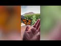 Mesmerising footage shows the incredible metamorphosis of monarch butterflies