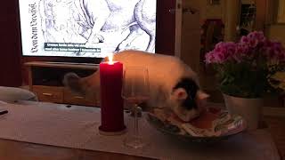 The cat's tail starts burning!!!!!
