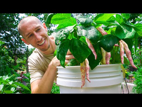 Video: Å dyrke bønner i beholdere: Hvordan ta vare på pottebønneplanter