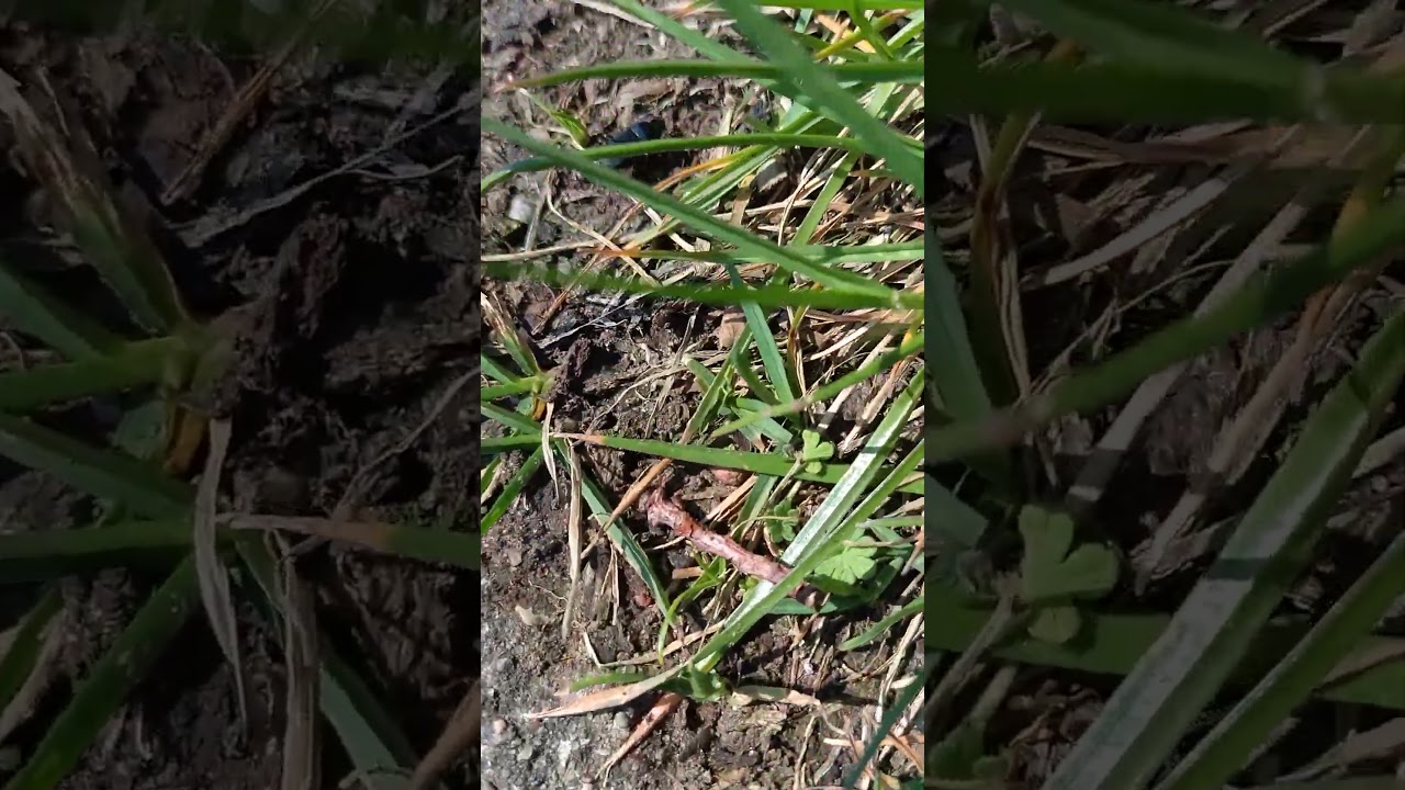 harpalus affinis (a ground beetle)