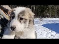 Visiting our 8 week old Karakachan/Anatolian/Great Pyrenees Puppy