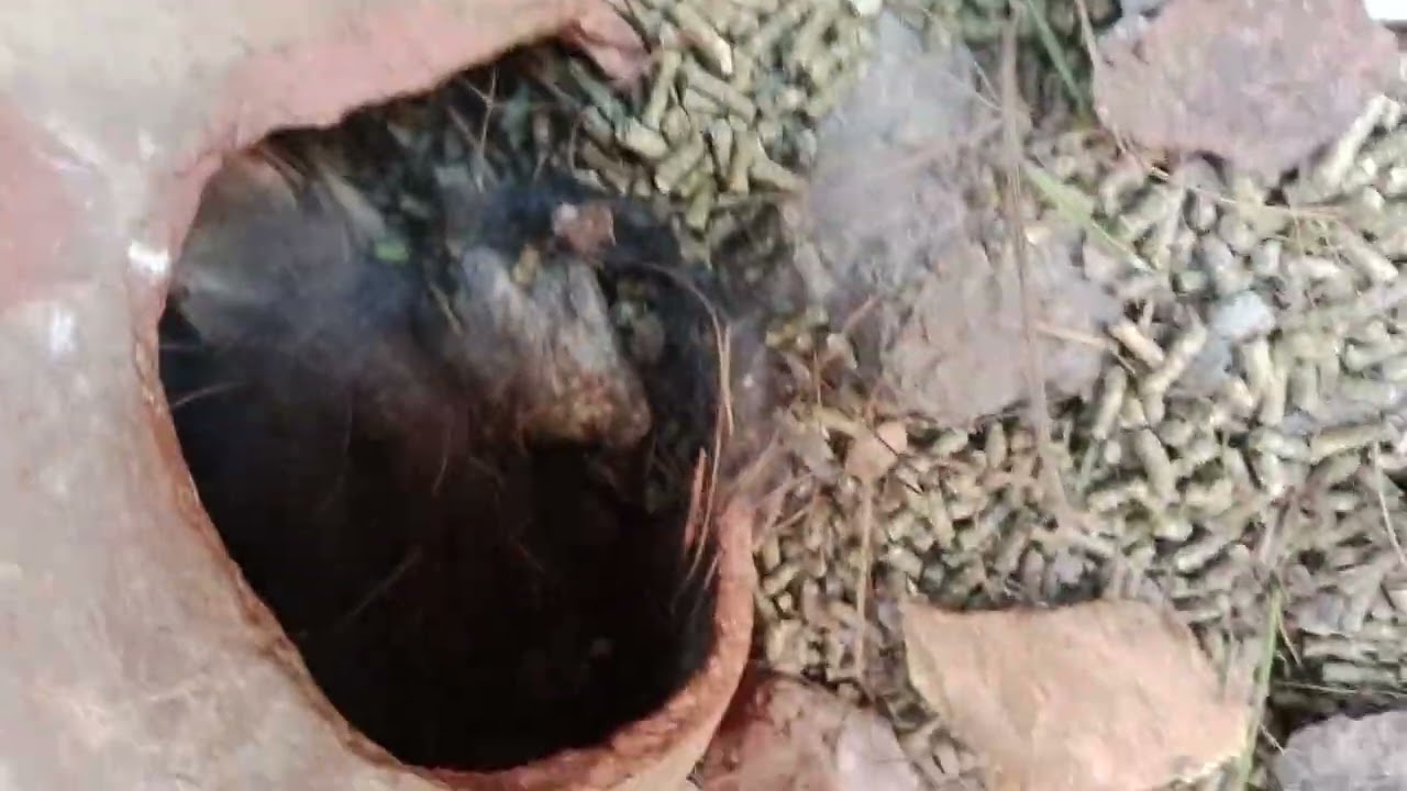 شوفو الكنز بتاع الانارب عملت اي النهارده وشوفو الجديد اللي بيتحط في المياه