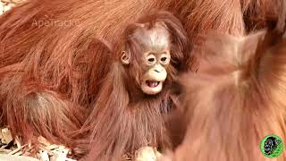 Baby Orangutan Meets Brother !