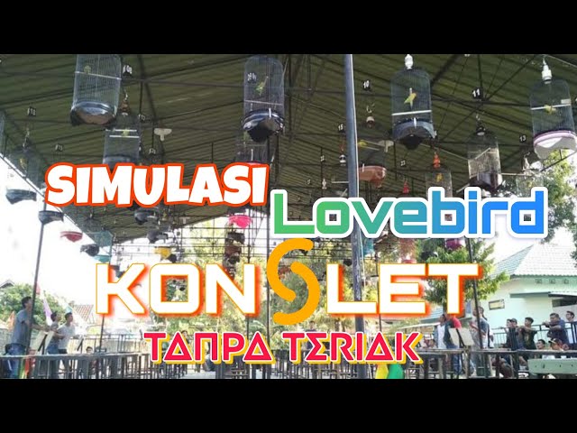 Simulasi Lomba Lovebird Konslet tanpa teriak. Pancingan lovebird Jantan-Betina class=